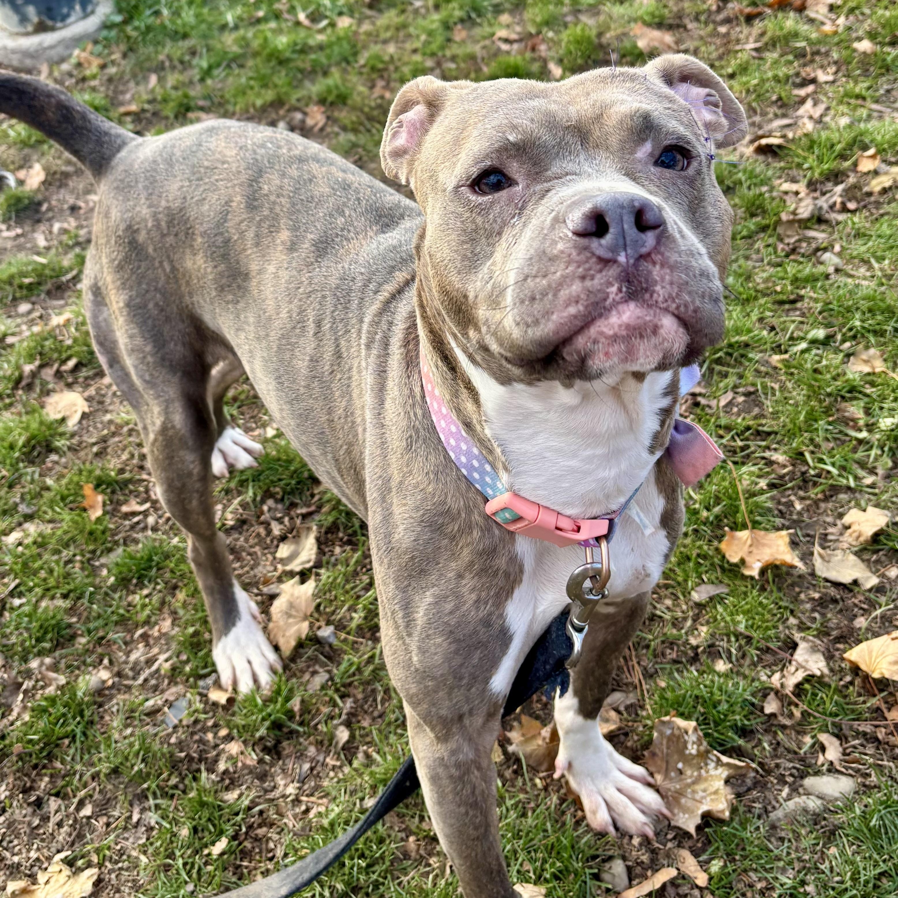 Sage, Adoptable, Adult Female Pit Bull Terrier.