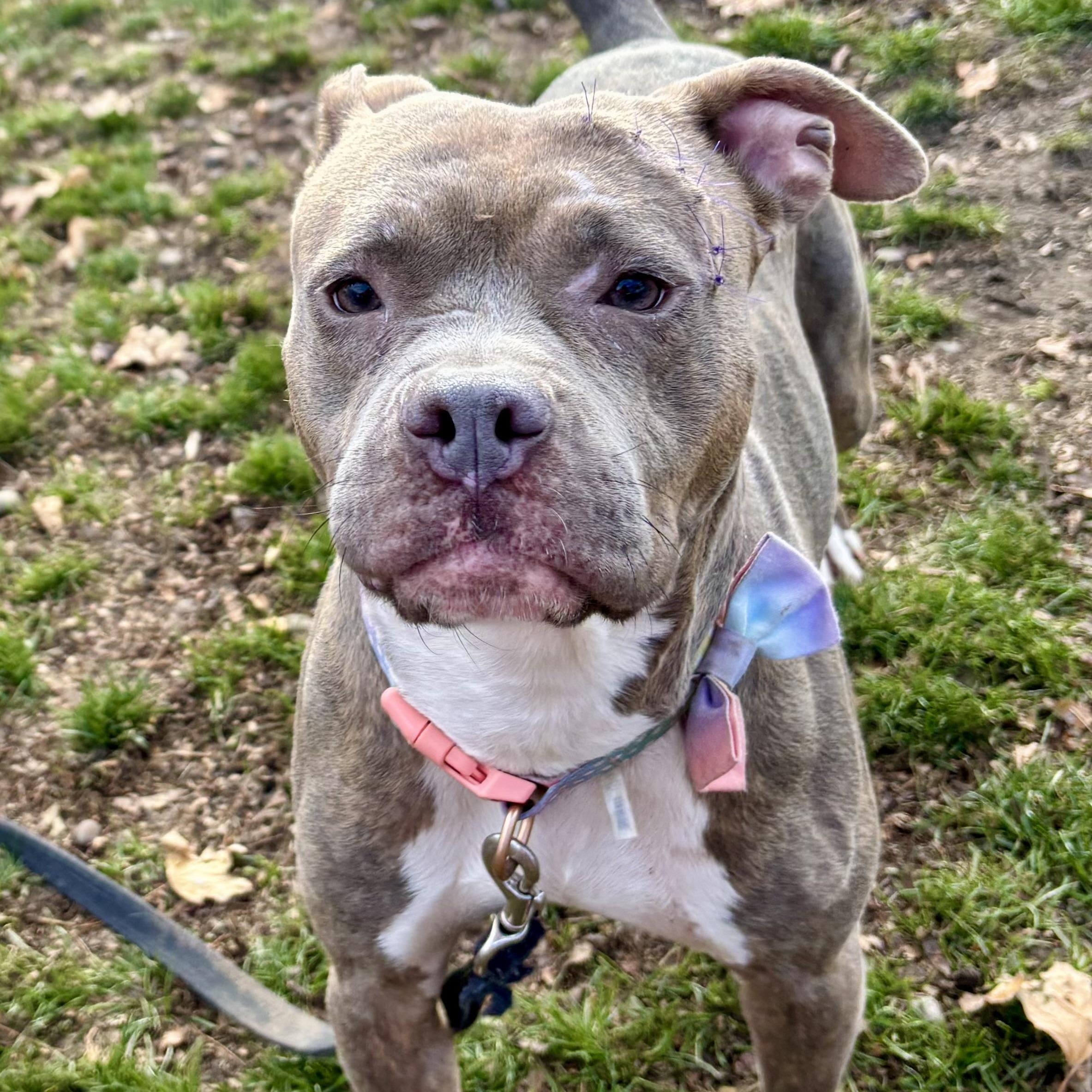 Sage, a Adoptable mixed breed in Buffalo, NY image 2/6