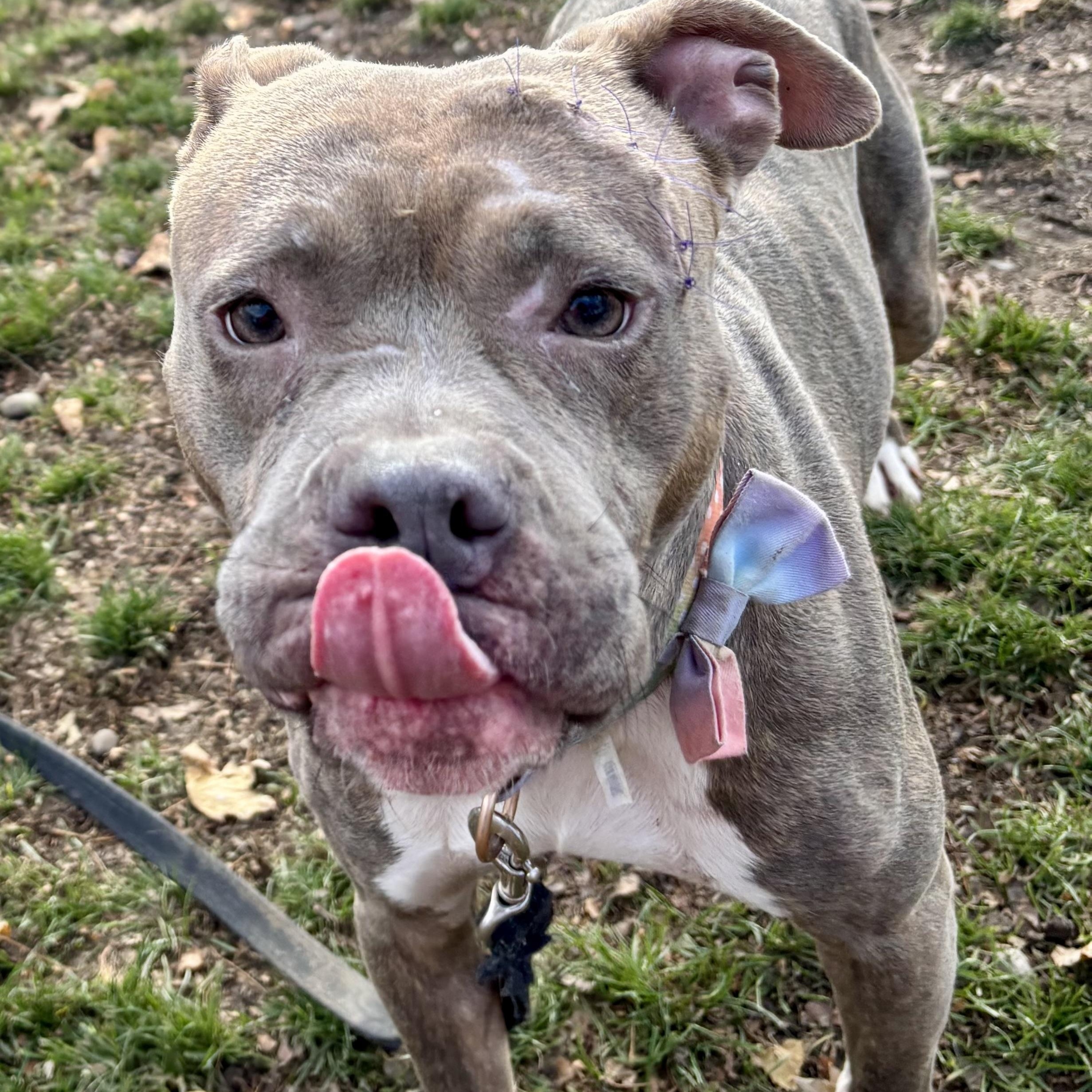 Sage, a Adoptable mixed breed in Buffalo, NY image 3/6