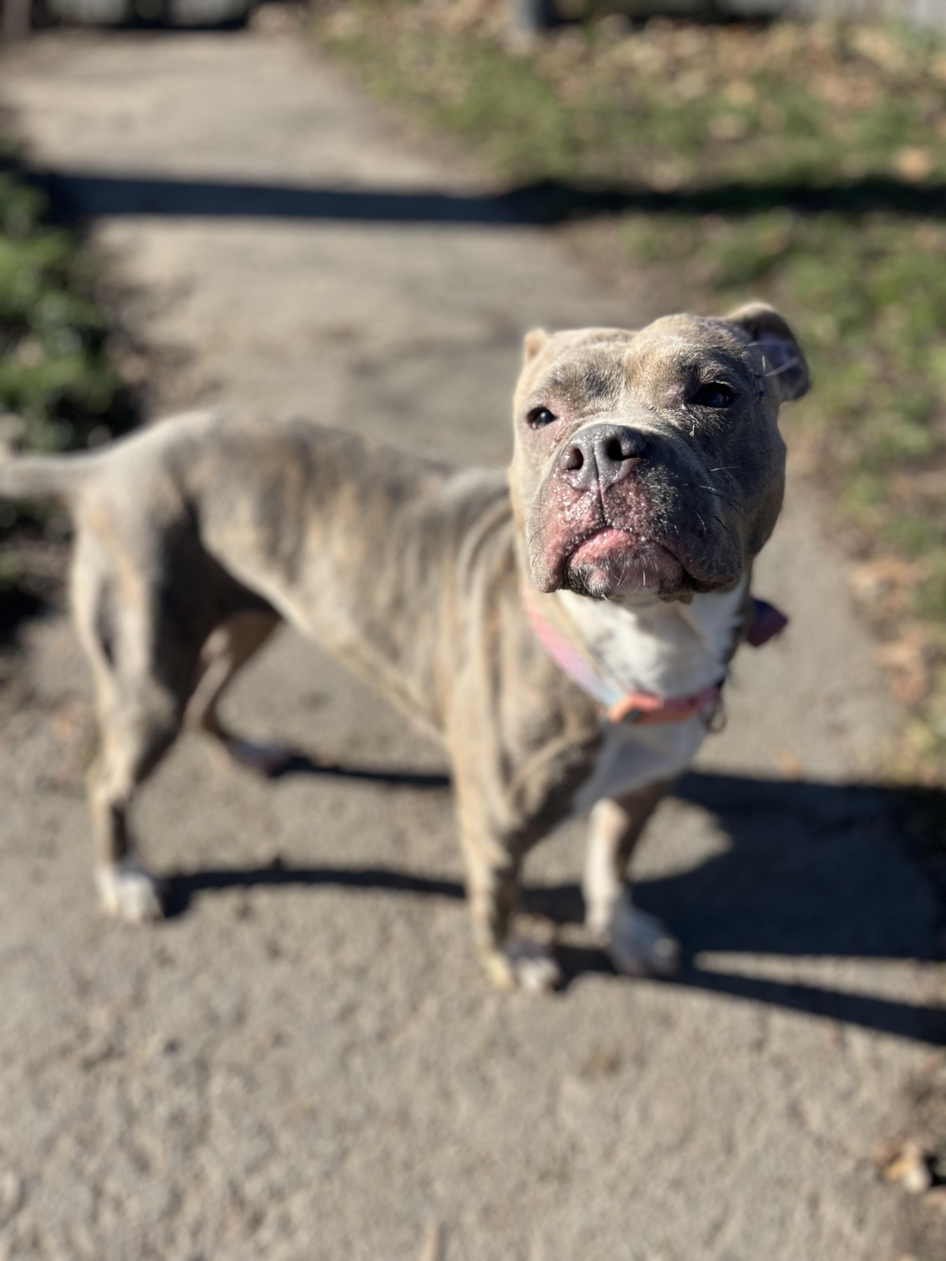 Sage, a Adoptable mixed breed in Buffalo, NY image 5/6