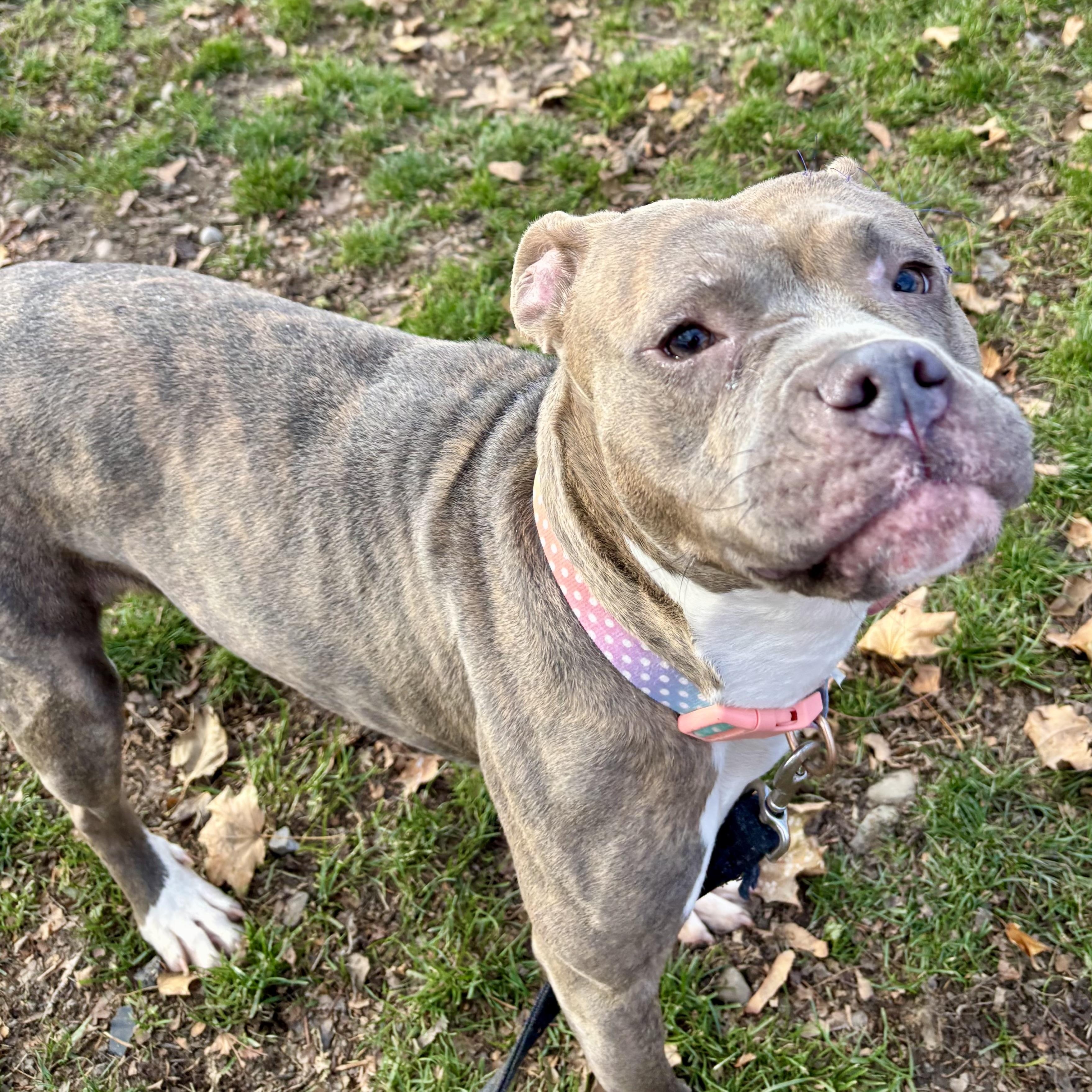 Sage, a Adoptable mixed breed in Buffalo, NY image 6/6