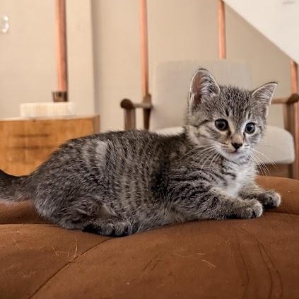 Guppy, Mollie, & Minnow, a ADOPTABLE Domestic Short Hair in brooklyn, NY image 6/6