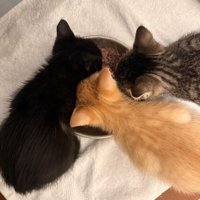 Guppy, Mollie, & Minnow, a ADOPTABLE Domestic Short Hair in brooklyn, NY image 3/6