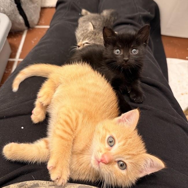Guppy, Mollie, & Minnow, ADOPTABLE, Kitten Male Domestic Short Hair.