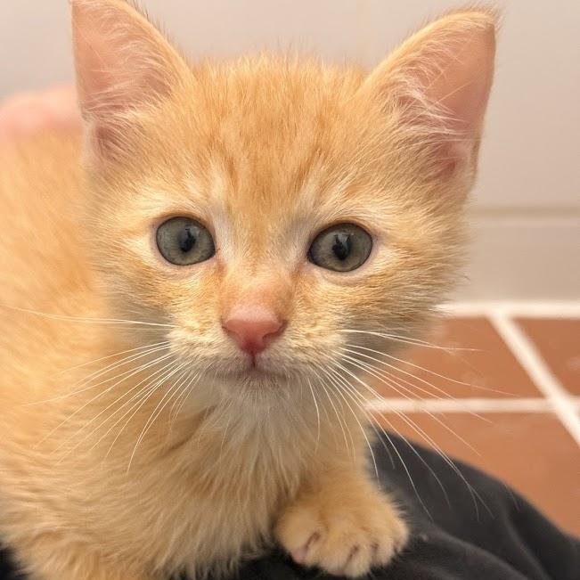 Guppy, Mollie, & Minnow, a ADOPTABLE Domestic Short Hair in brooklyn, NY image 5/6