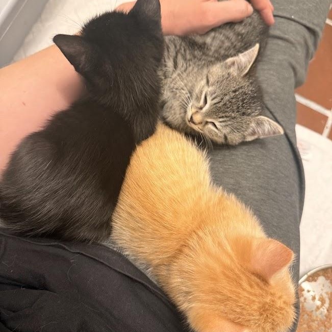 Guppy, Mollie, & Minnow, a ADOPTABLE Domestic Short Hair in brooklyn, NY image 2/6