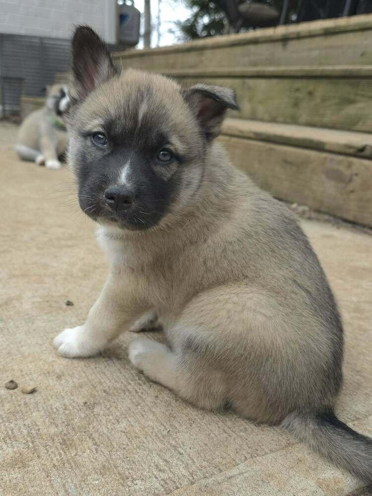 Cygi — thumbnail 2