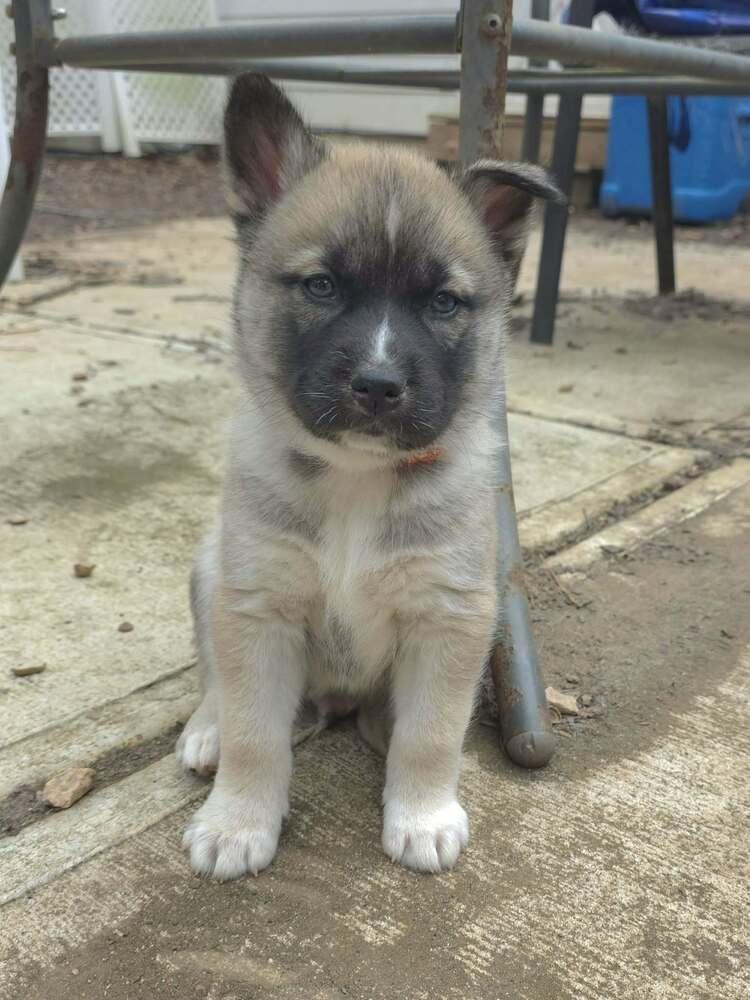 Cygi — thumbnail 3