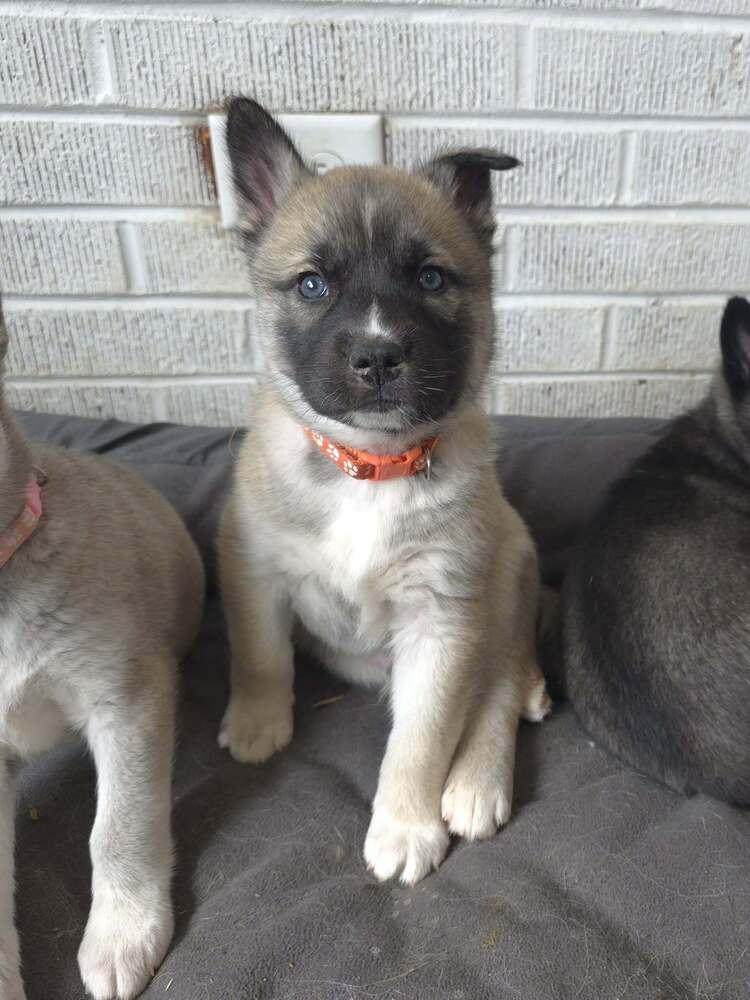 Cygi — thumbnail 6