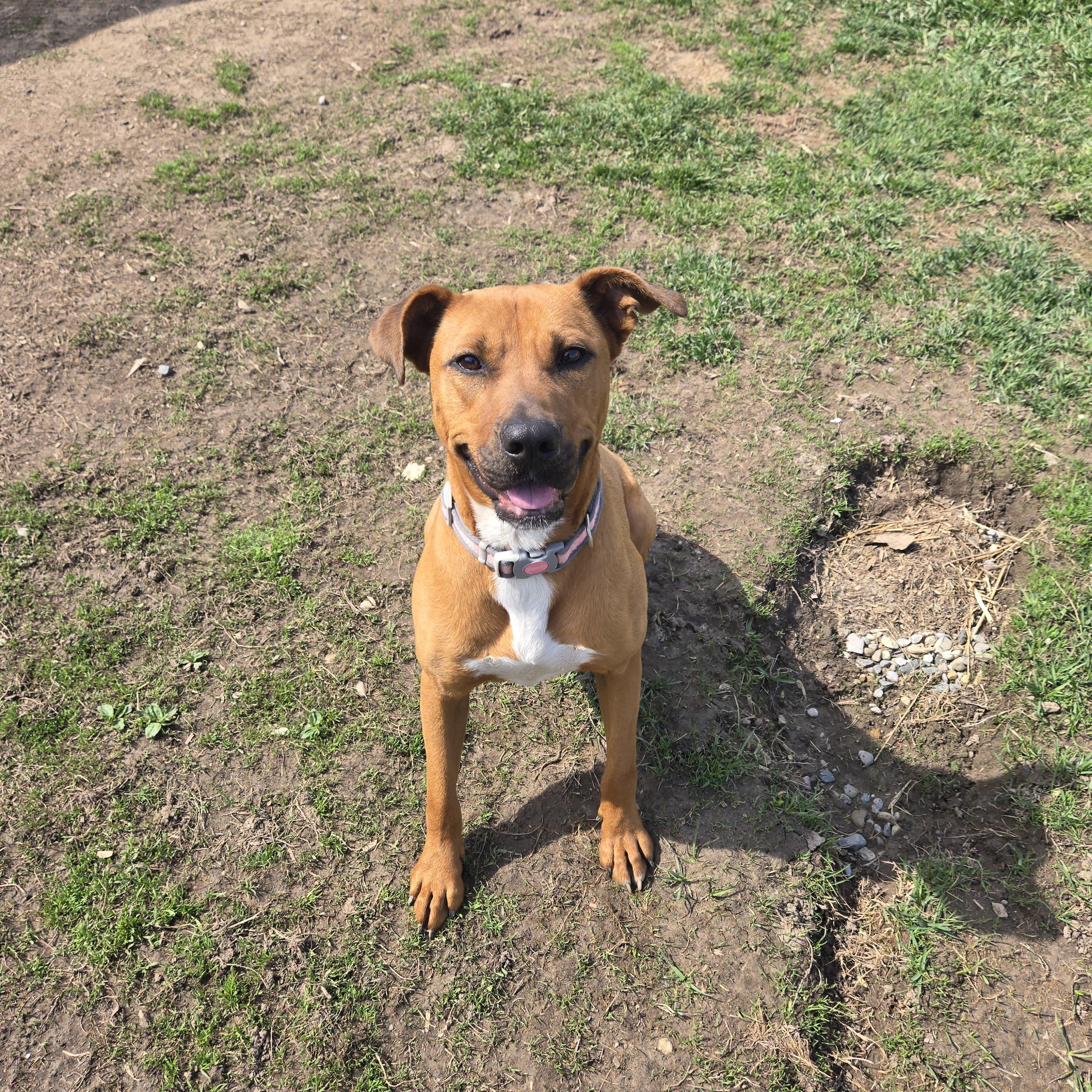 Daisy, a Adoptable mixed breed in West Branch, MI image 3/3