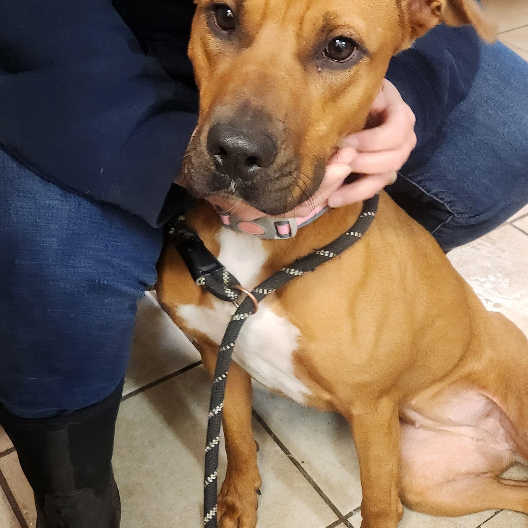 Daisy, Adoptable, Adult Female Pit Bull Terrier.