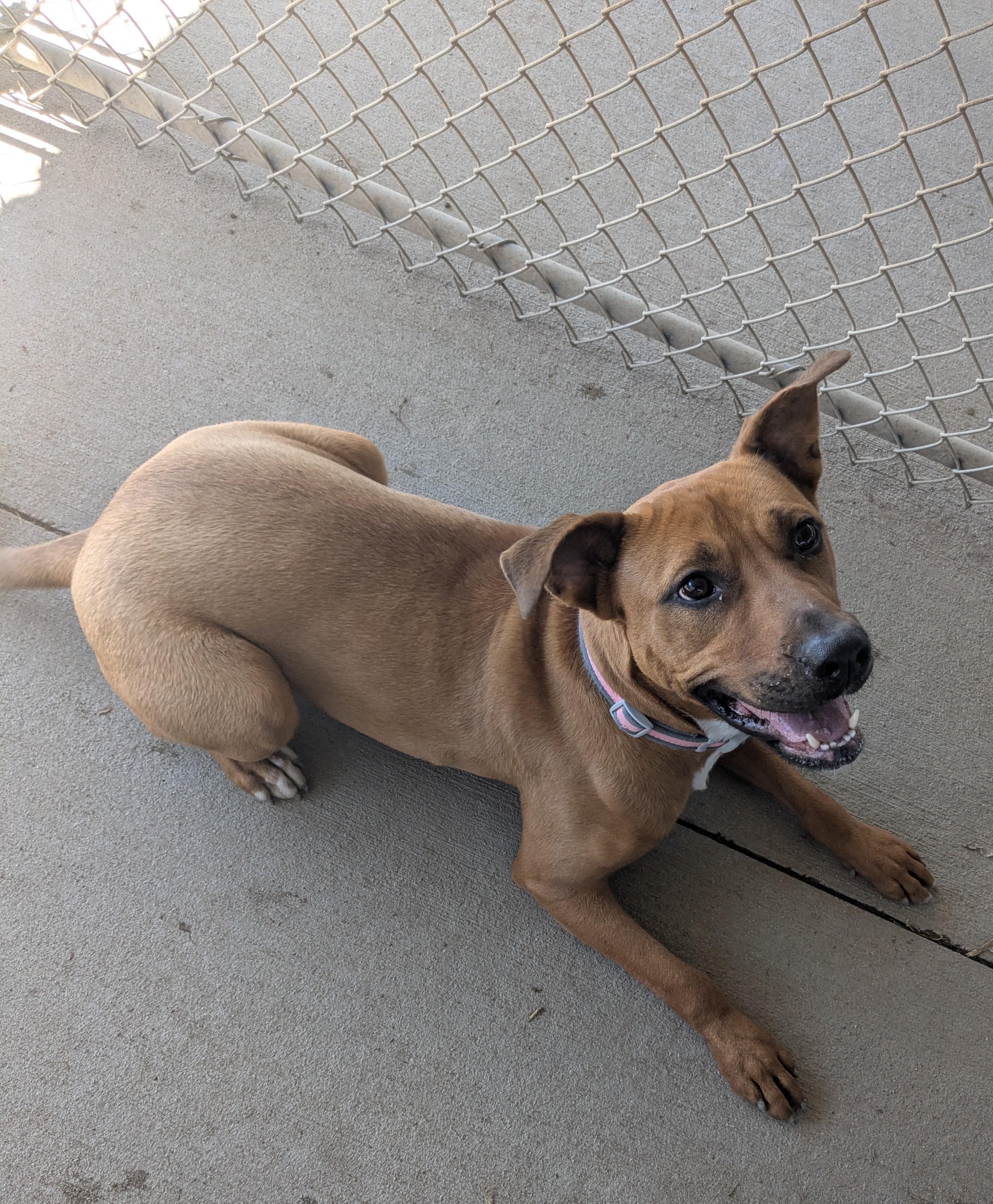 Daisy, a Adoptable mixed breed in West Branch, MI image 1/3
