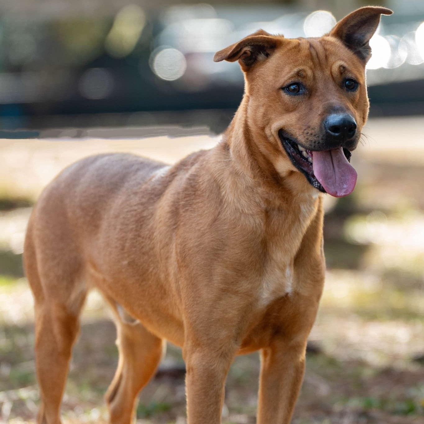 Caleb, Adoptable, Adult Male Mixed Breed.
