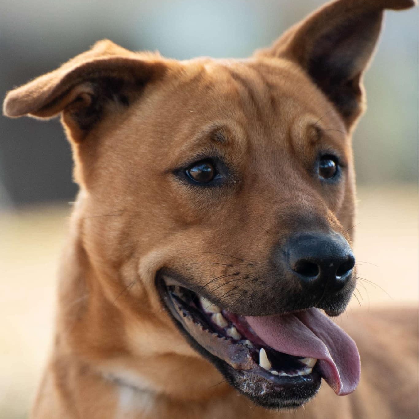 Caleb, a Adoptable Mixed Breed in Myrtle Beach, SC image 3/6