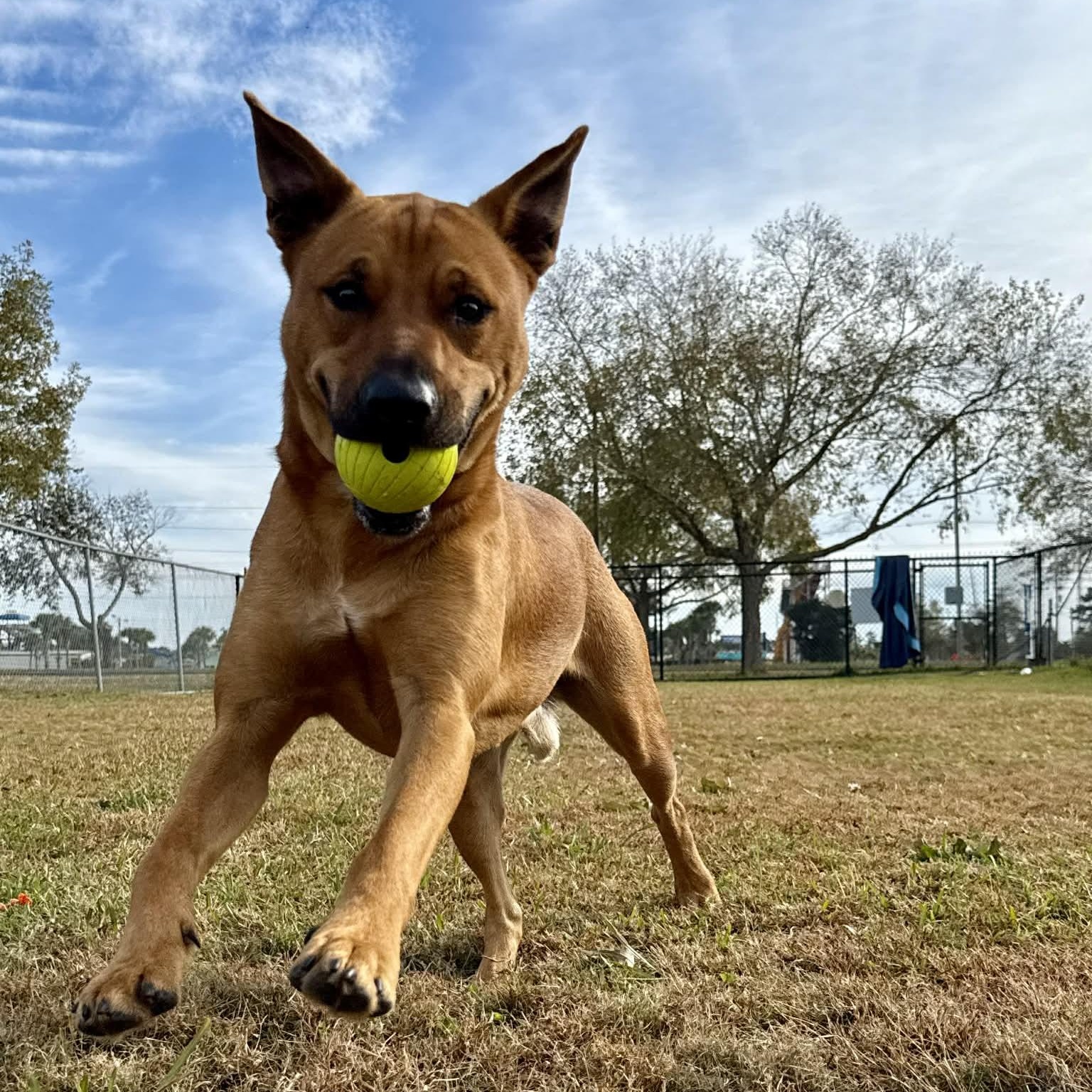 Caleb, a Adoptable Mixed Breed in Myrtle Beach, SC image 6/6