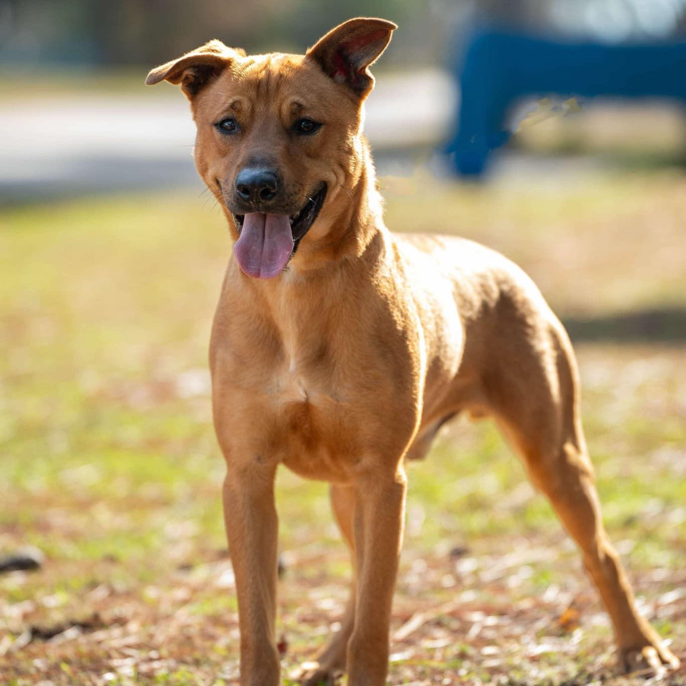 Caleb, a Adoptable Mixed Breed in Myrtle Beach, SC image 5/6