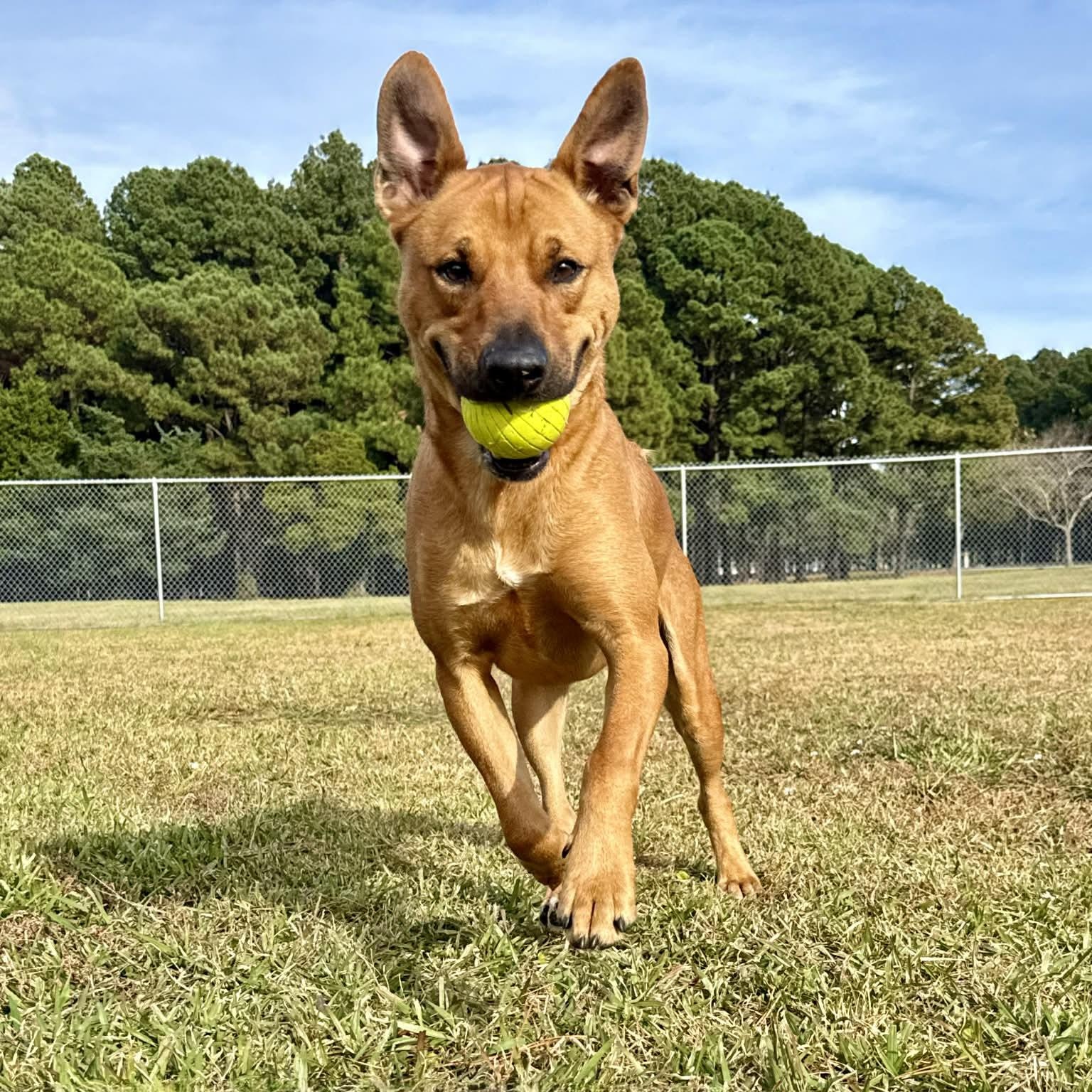 Caleb(in foster), Adoptable, Adult Male Mixed Breed.