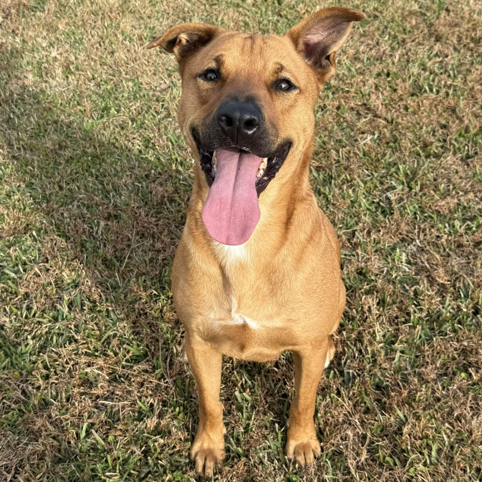 Caleb, a Adoptable Mixed Breed in Myrtle Beach, SC image 4/6
