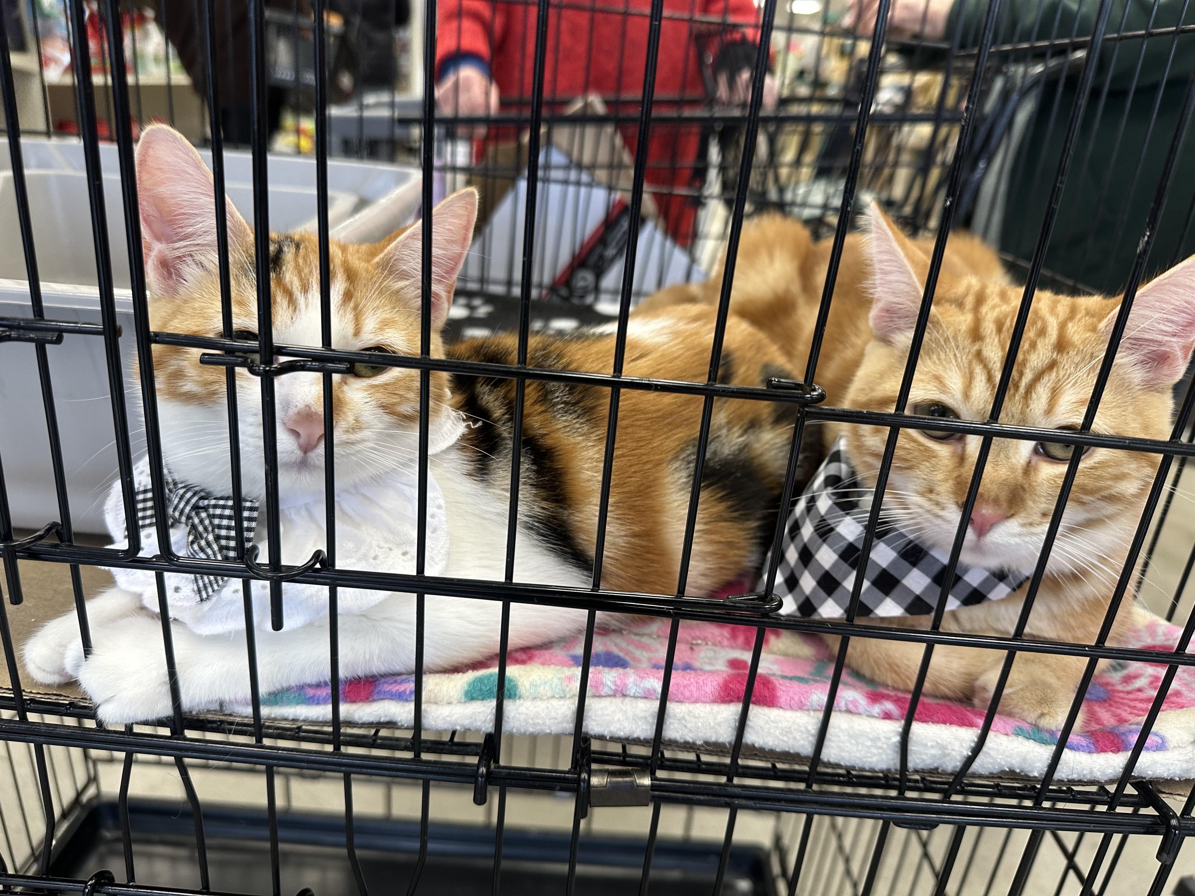 Oliver and Annie (bonded pair)