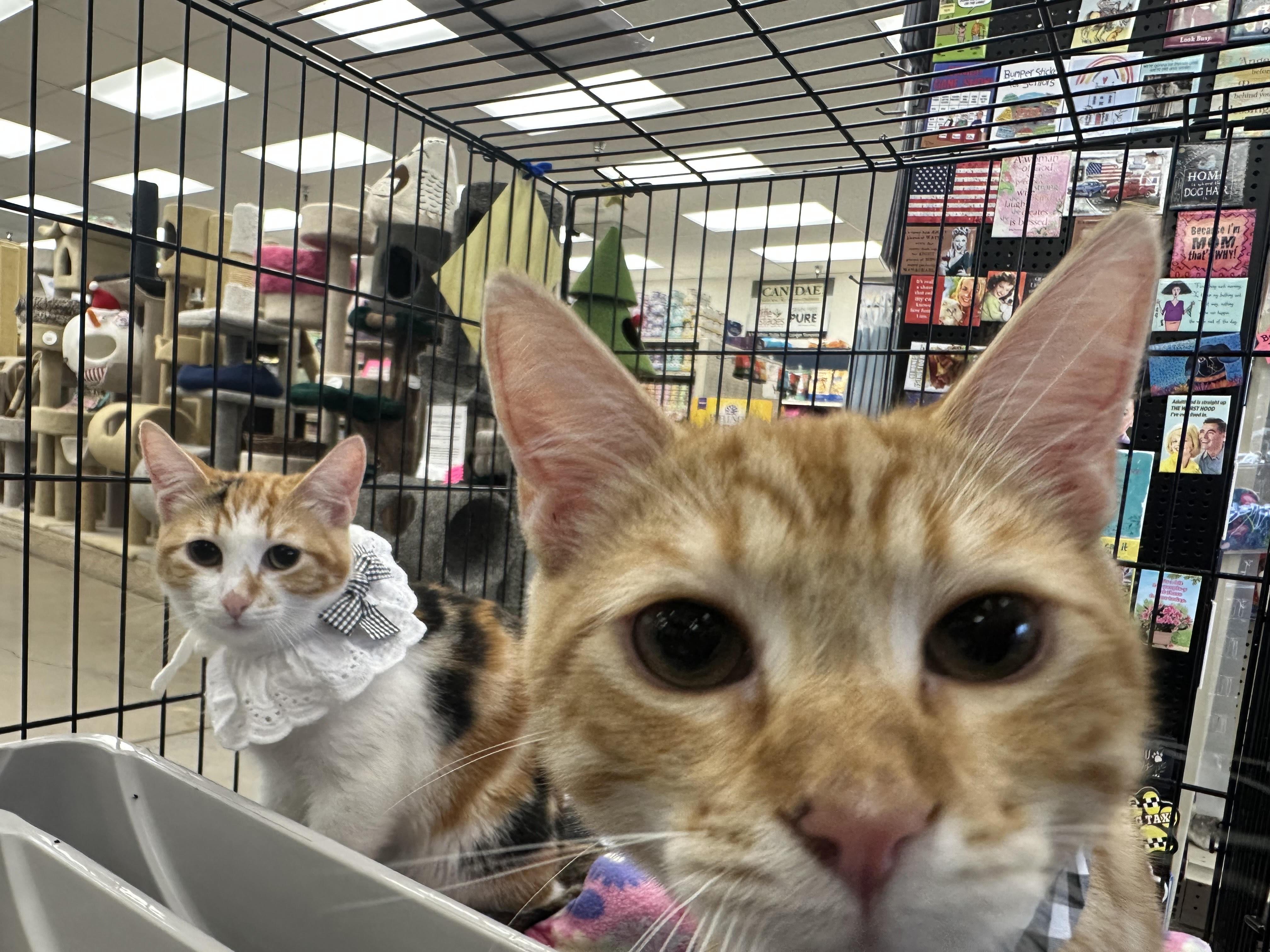Oliver and Annie (bonded pair)