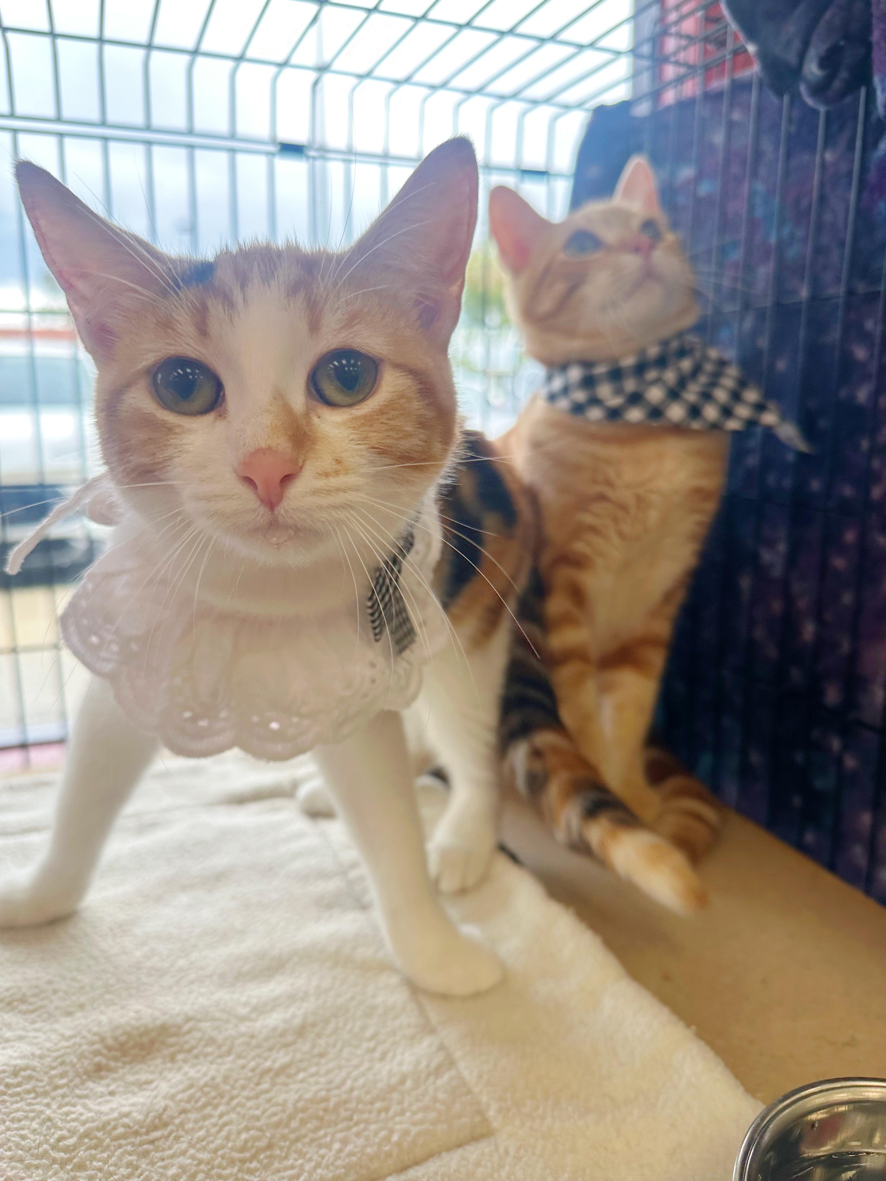 Oliver and Annie (bonded pair)