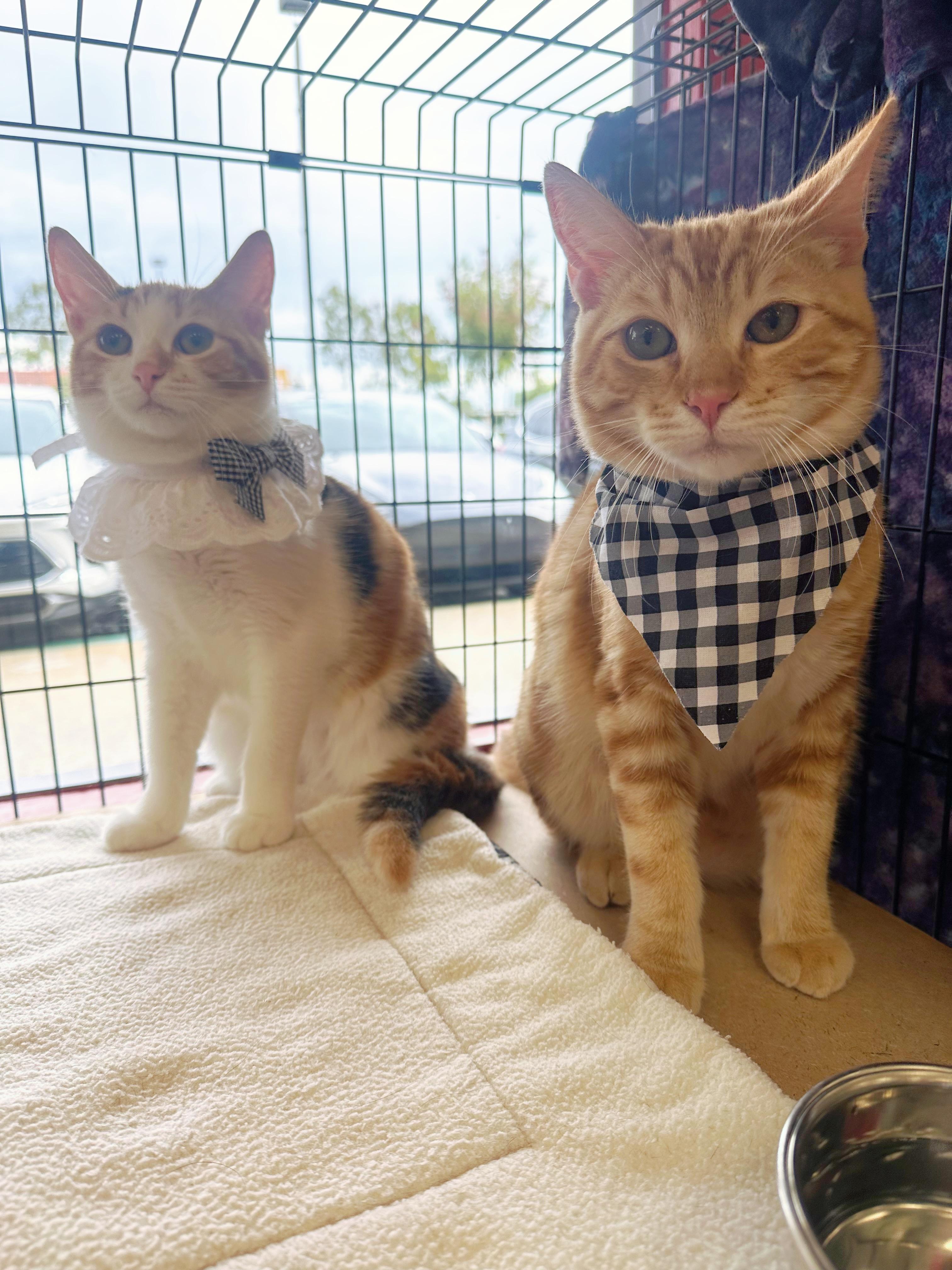 Oliver and Annie (bonded pair)