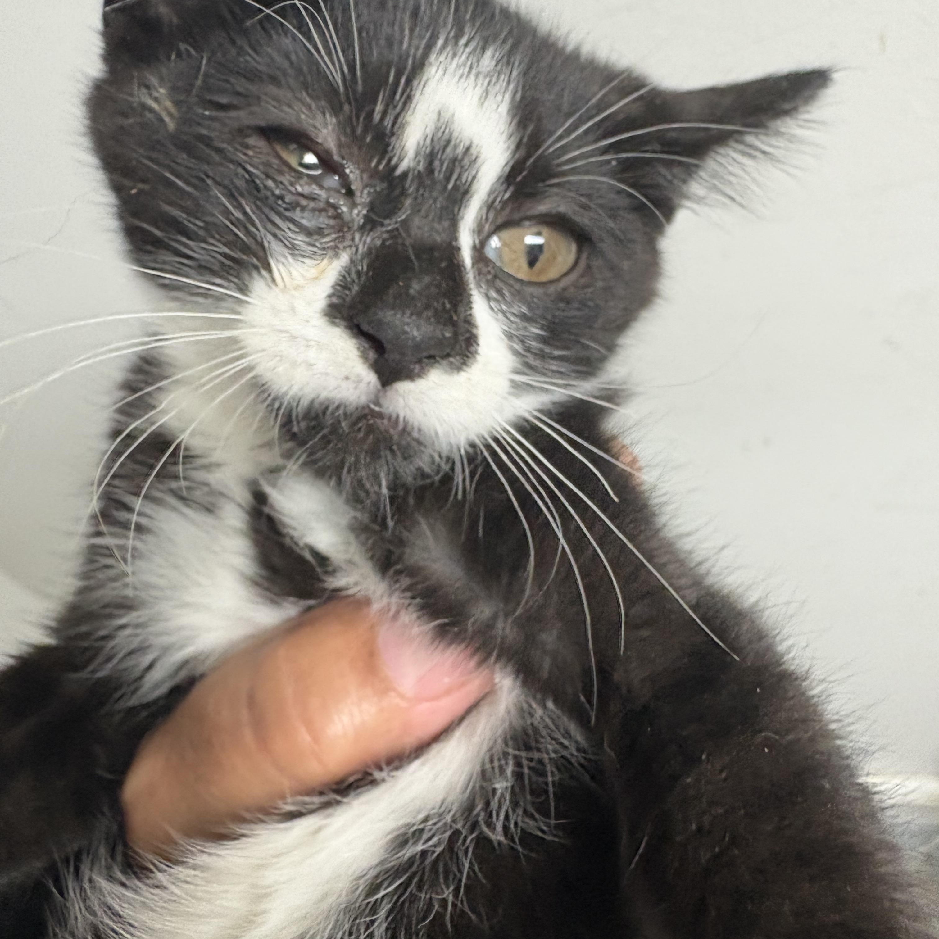 Chili, adopted, Kitten Female Domestic Short Hair.