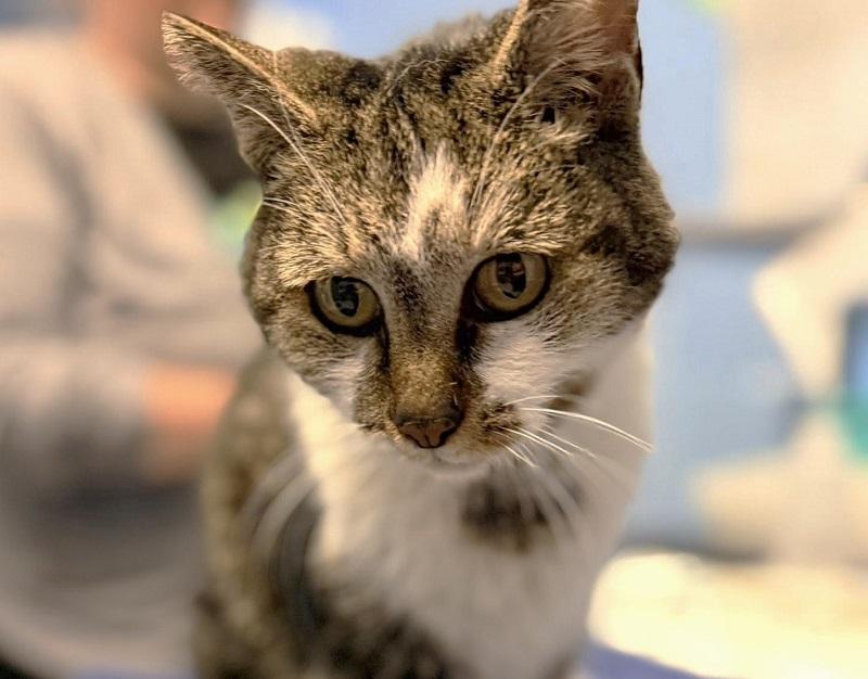 Enlarge DINK, a ADOPTABLE Tabby in Pegram, TN image 1/1