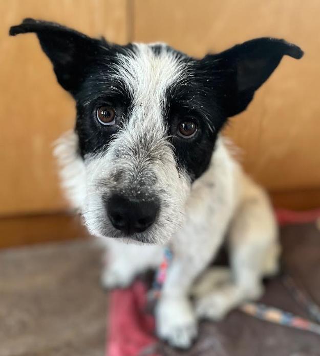Enlarge Lemur in RI, a Adoptable Mixed Breed in Cranston, RI image 3/3