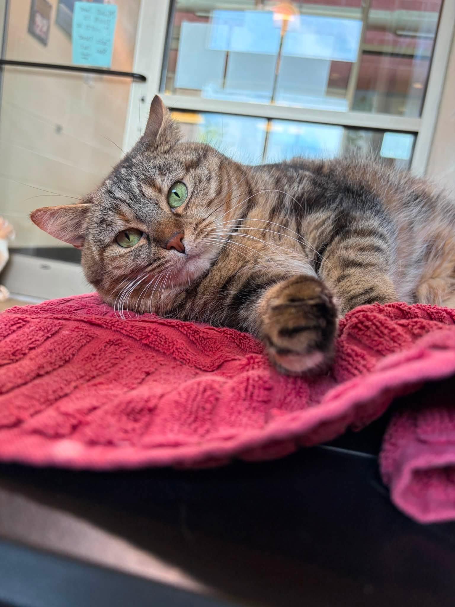 Baby Ki, Adoptable, Adult Female Domestic Short Hair.