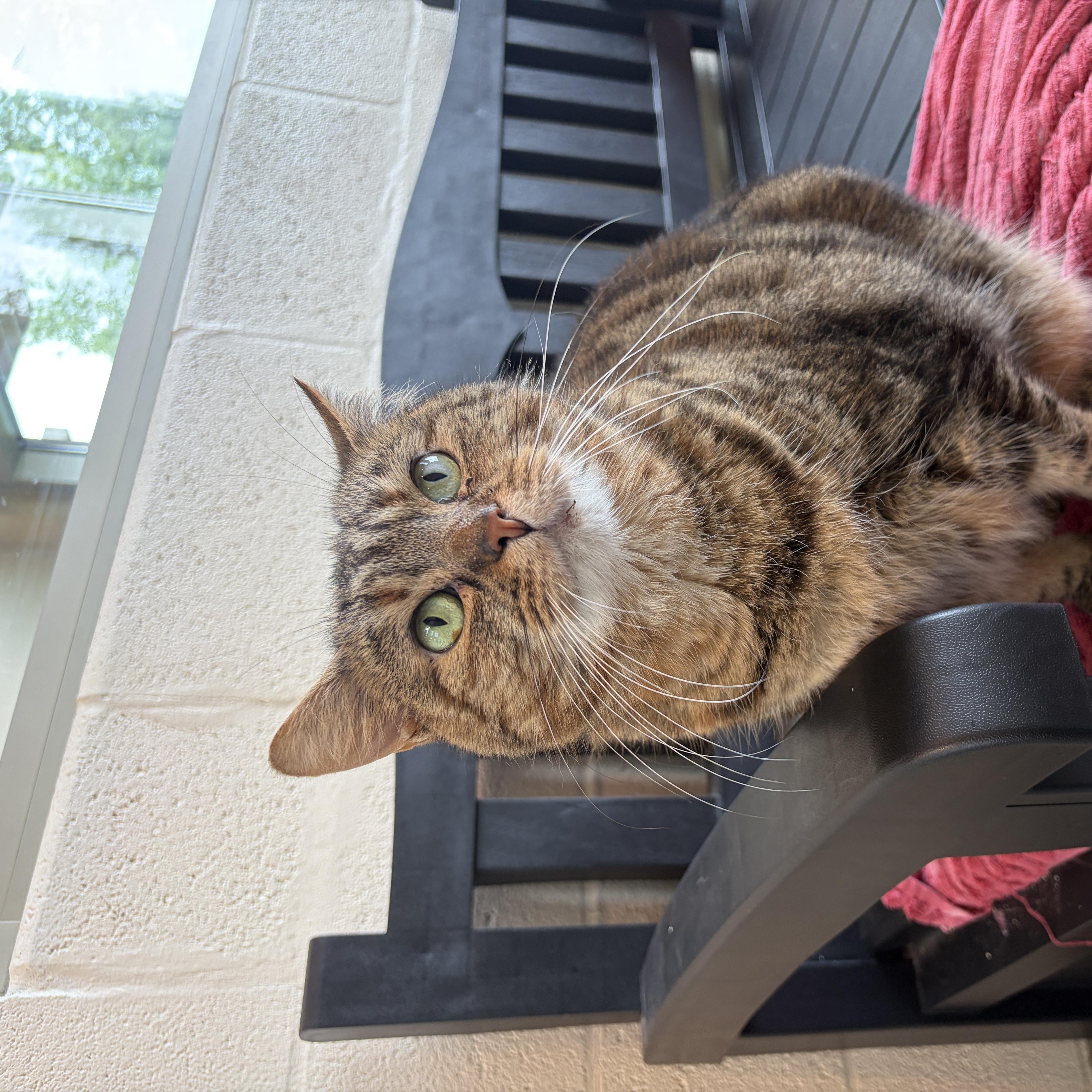 Enlarge Baby Ki, a Adoptable Domestic Short Hair in Winchester, VA image 2/3