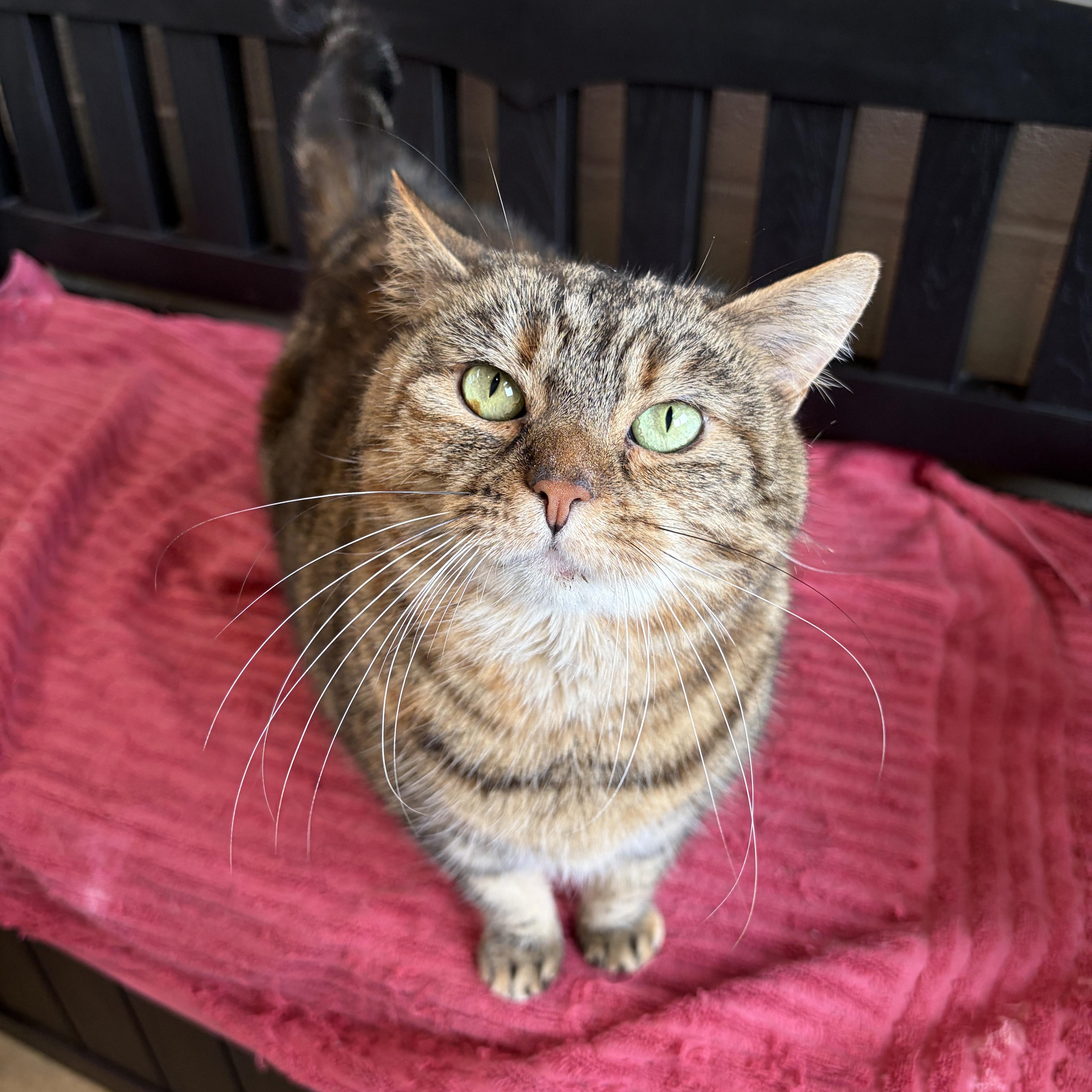 Enlarge Baby Ki, a Adoptable Domestic Short Hair in Winchester, VA image 3/3