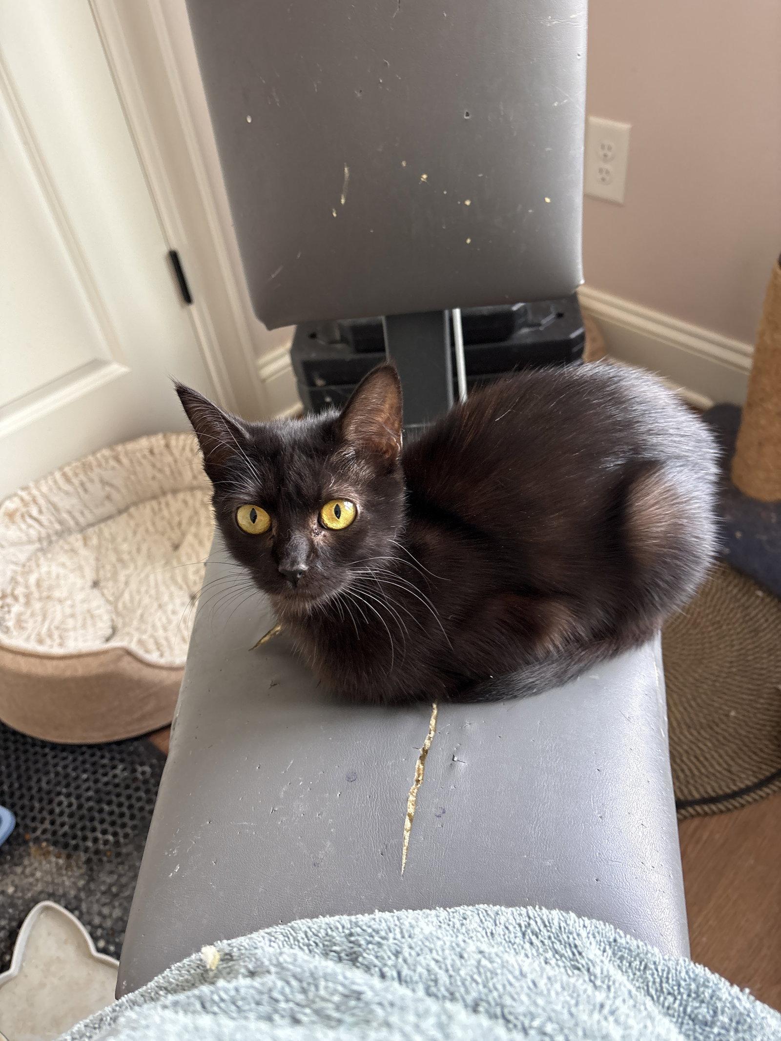 Shirley aka silky ( th), Adoptable, Young Female Domestic Short Hair.