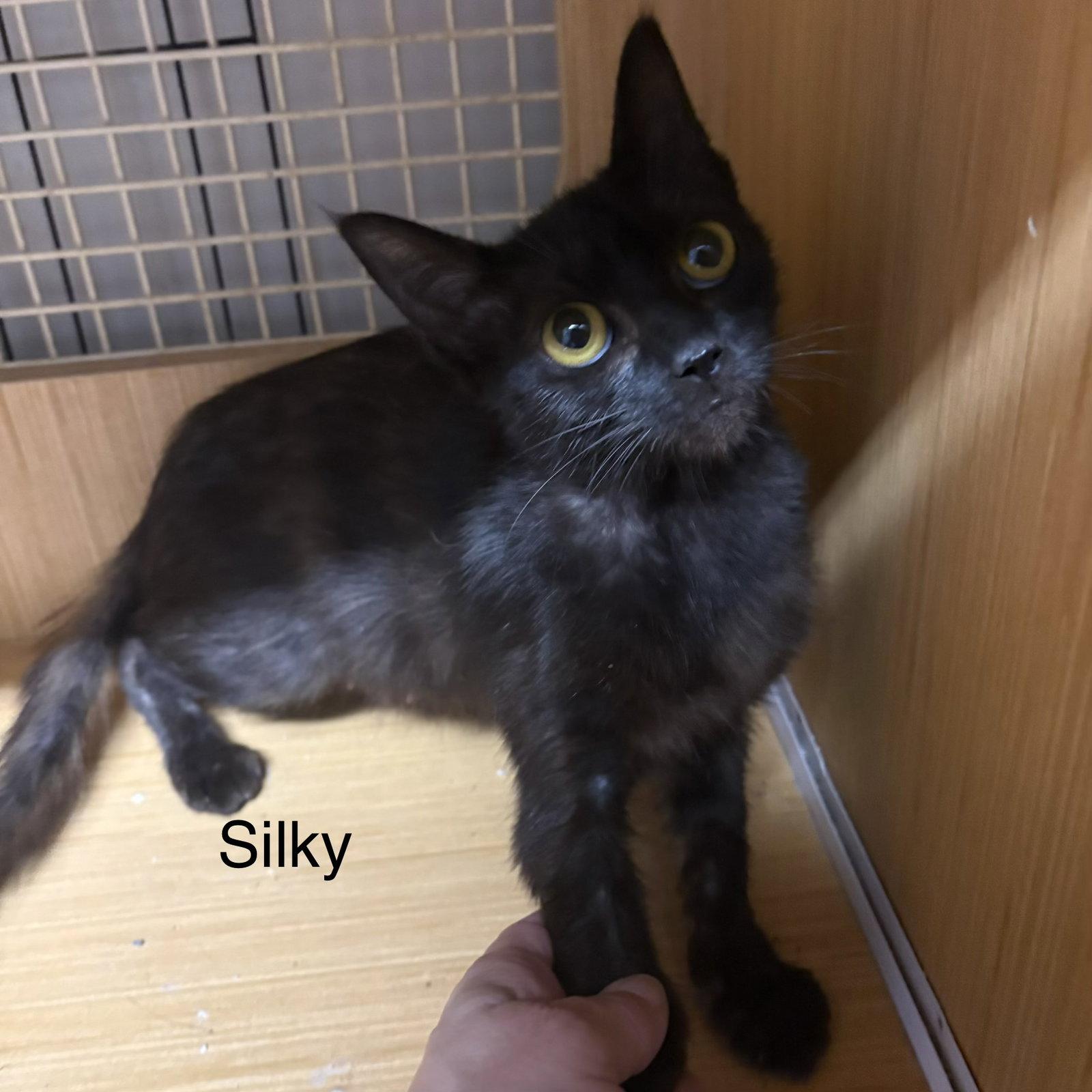 Enlarge Silky, a Adoptable Domestic Short Hair in White Bluff, TN image 1/1