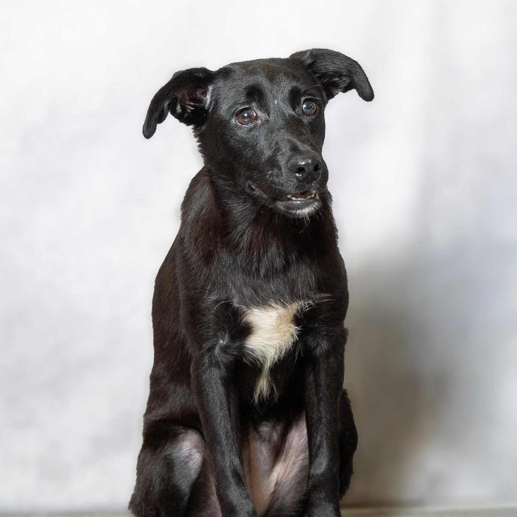 Enlarge Blanche, an adopted mixed breed in Lebanon, TN image 2/6