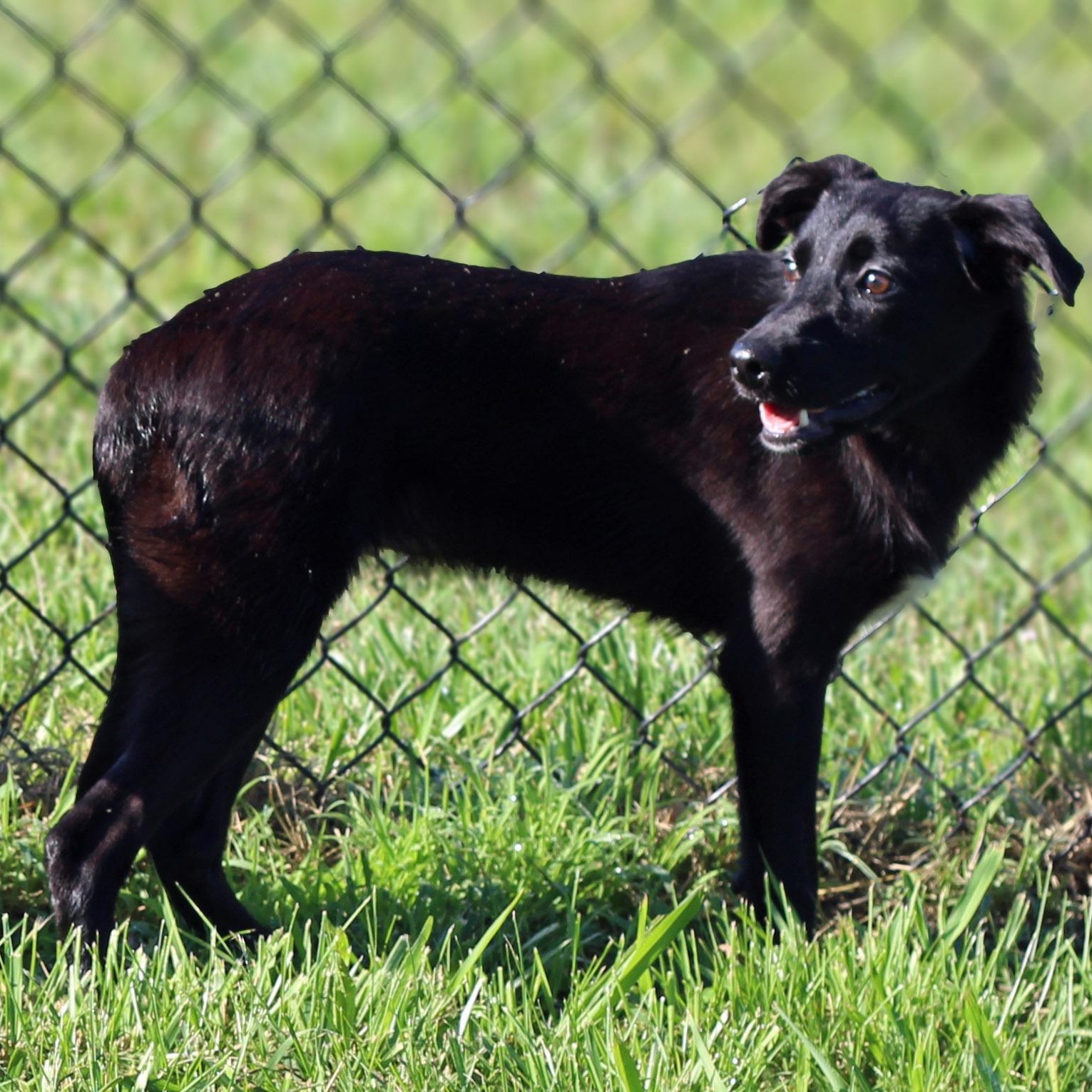 Enlarge Blanche, an adopted mixed breed in Lebanon, TN image 4/6