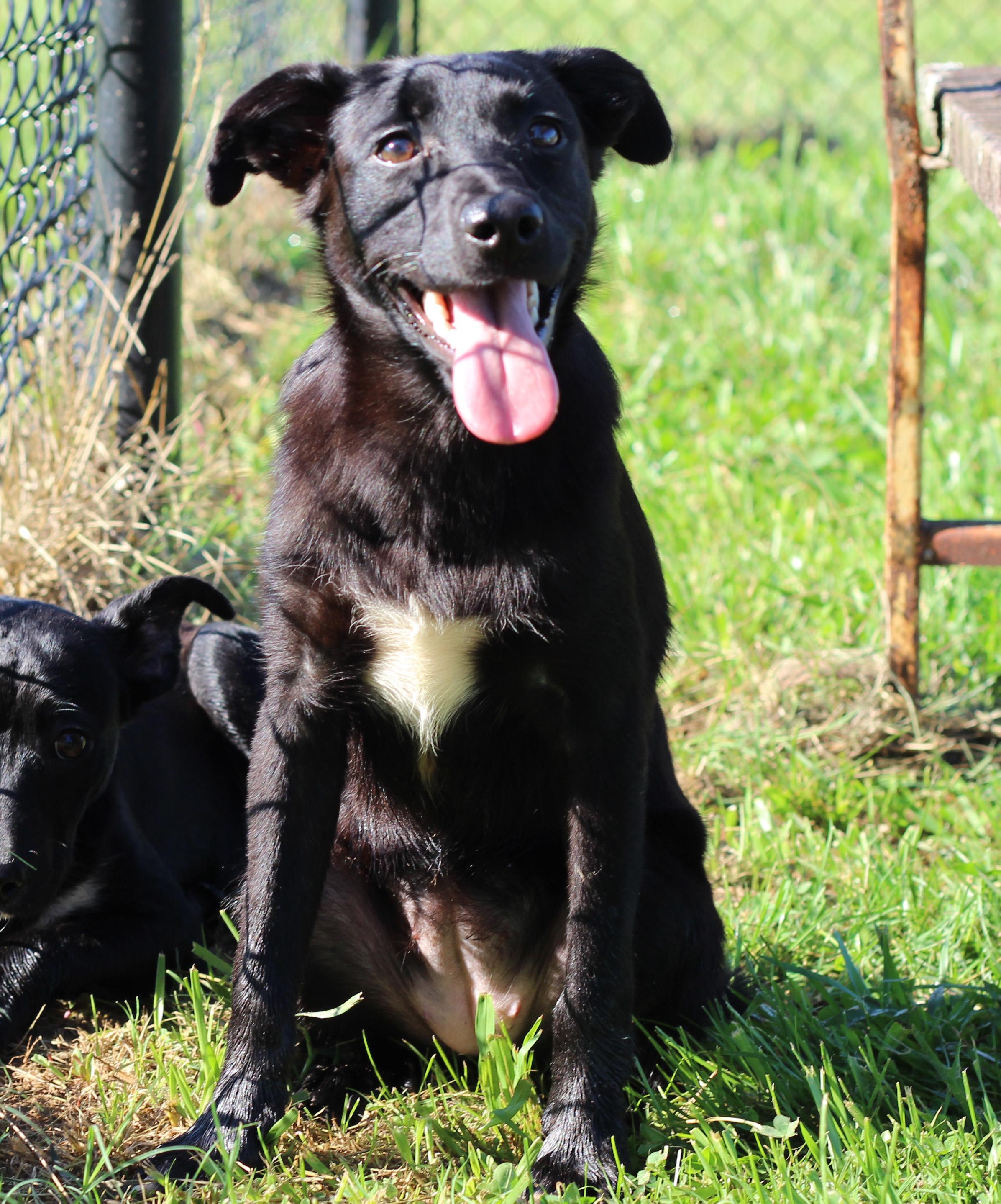 Enlarge Blanche, an adopted mixed breed in Lebanon, TN image 3/6