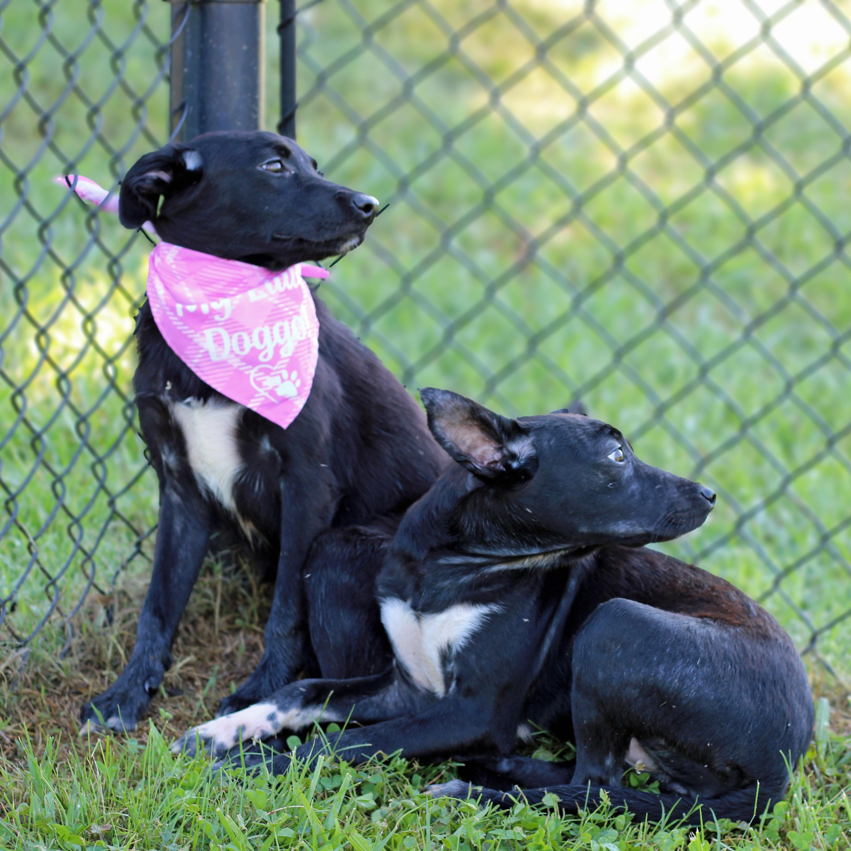 Enlarge Blanche, an adopted mixed breed in Lebanon, TN image 5/6