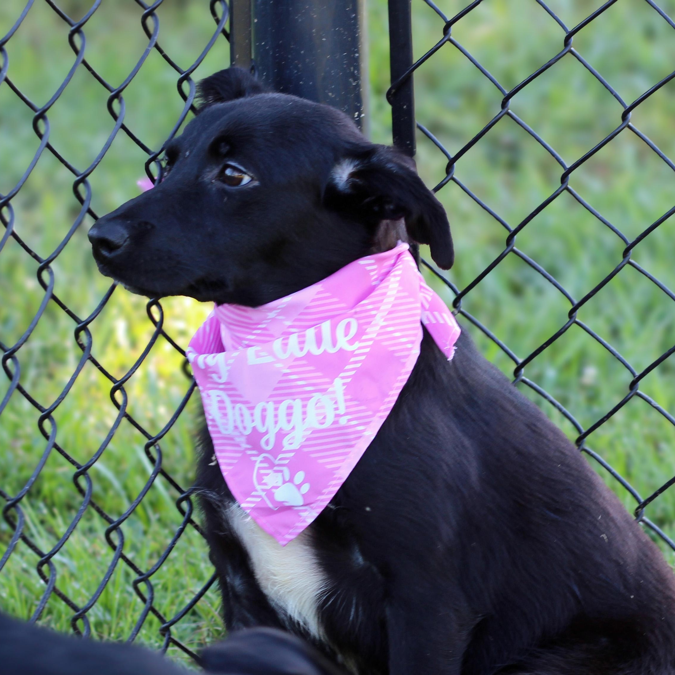Enlarge Blanche, an adopted mixed breed in Lebanon, TN image 1/6