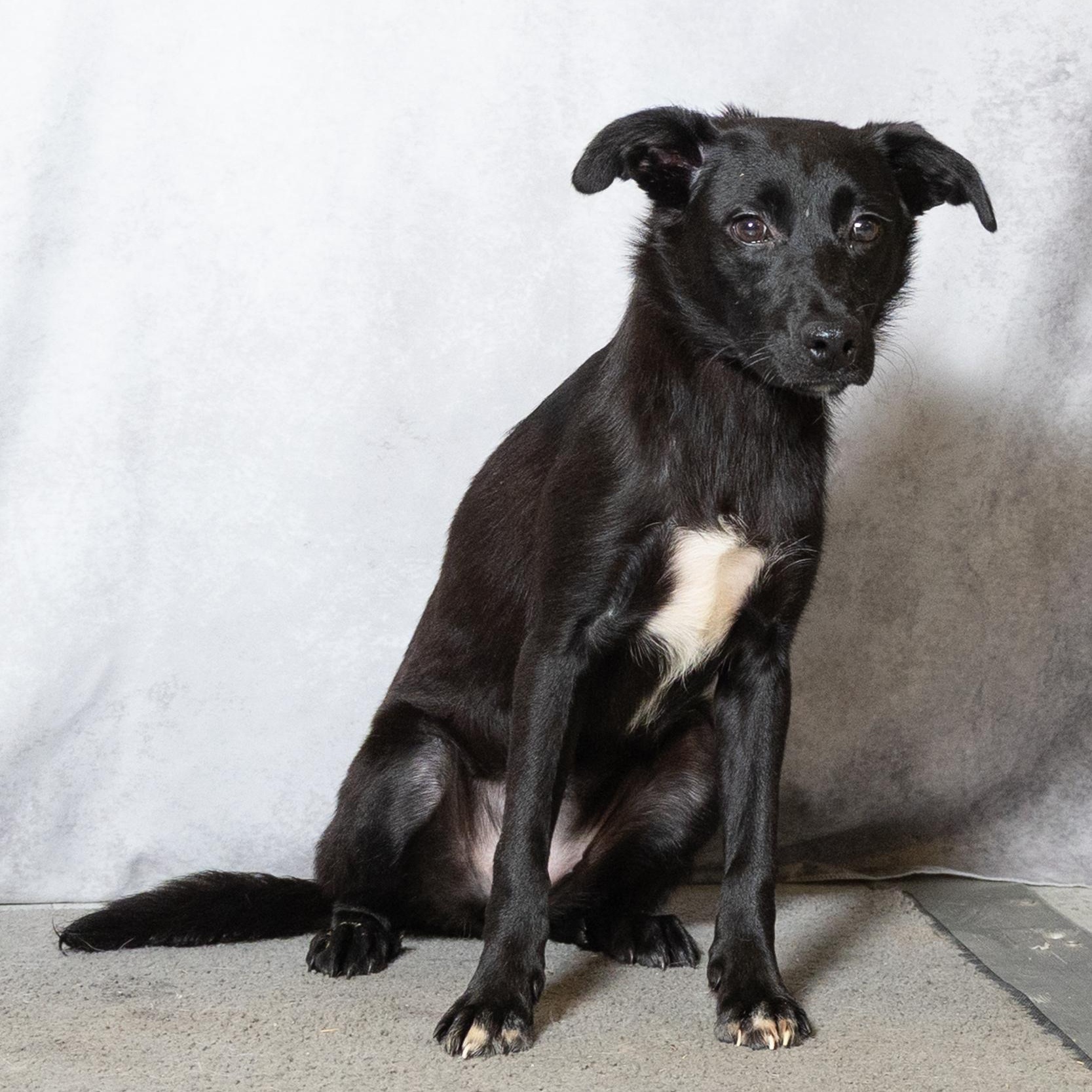 Enlarge Blanche, an adopted mixed breed in Lebanon, TN image 6/6