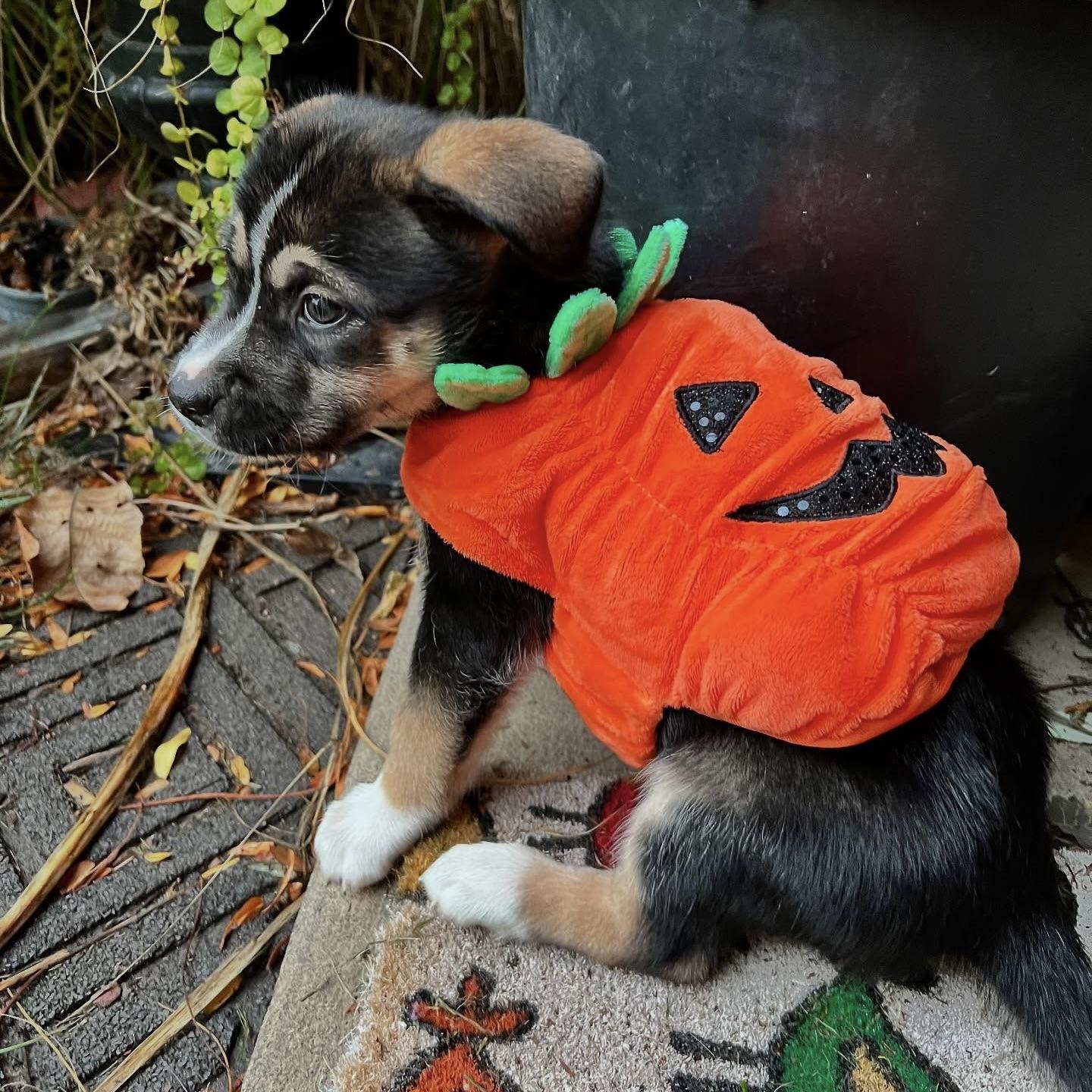 Little Chance (20251023-02)