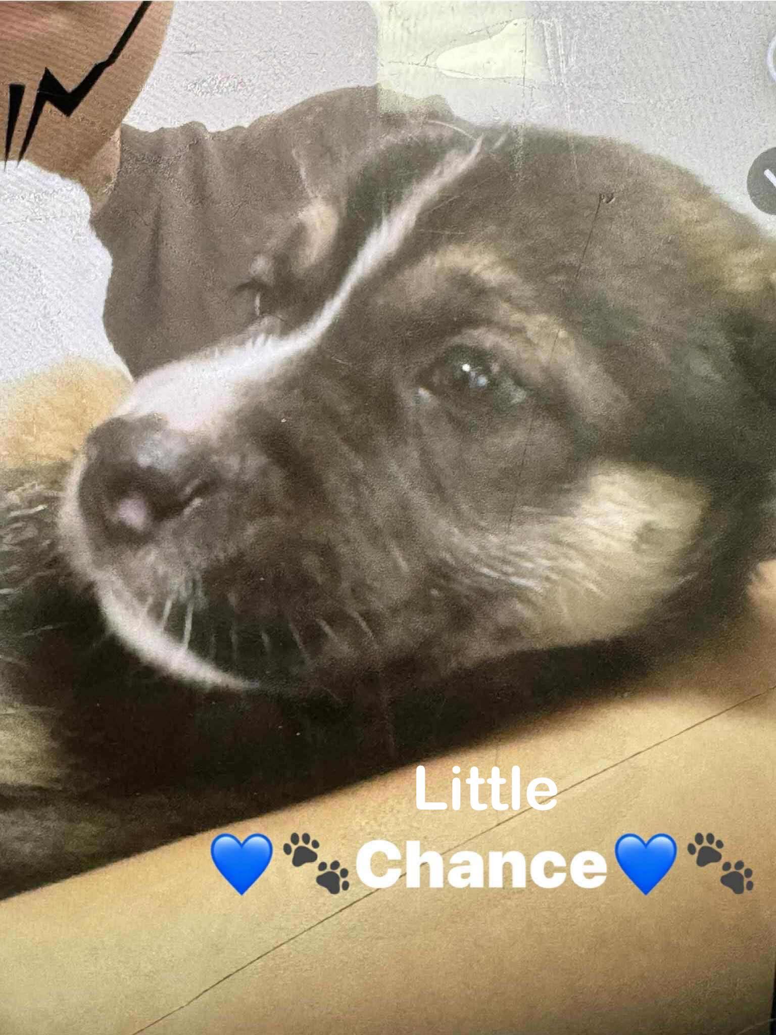 Little Chance (20251023-02)