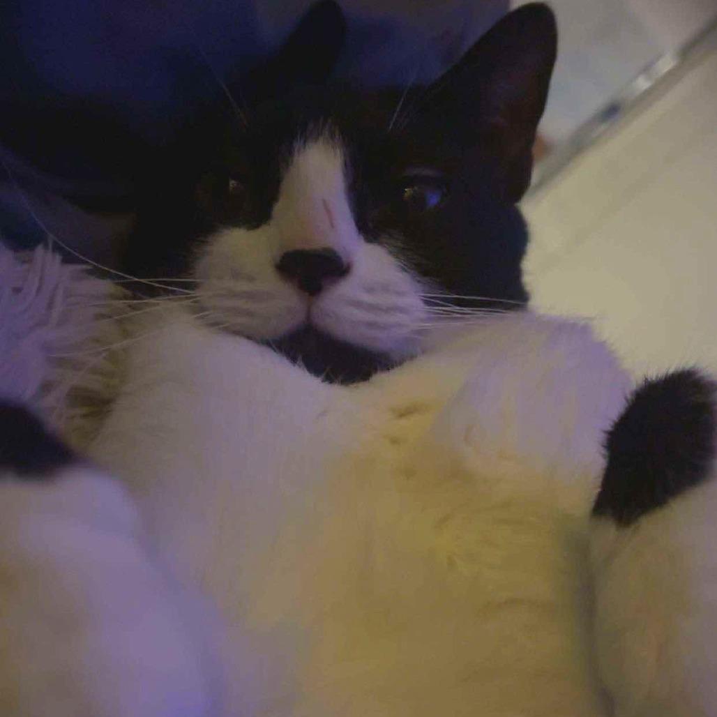 Essence, Adoptable, Adult Female Domestic Short Hair.