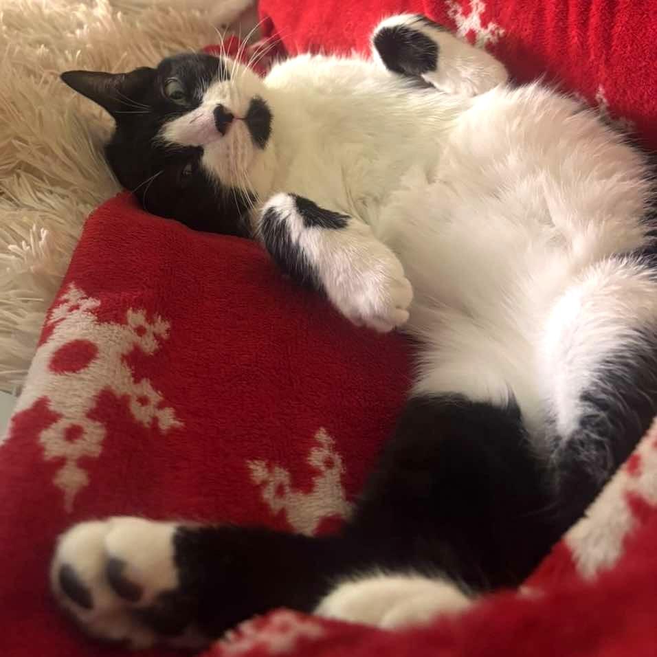 Enlarge Essence, a Adoptable Domestic Short Hair in Tampa, FL image 2/6