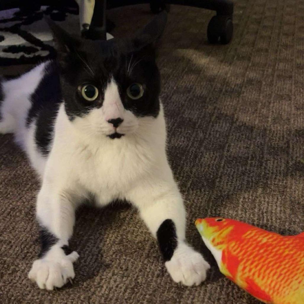 Enlarge Essence, a Adoptable Domestic Short Hair in Tampa, FL image 3/6