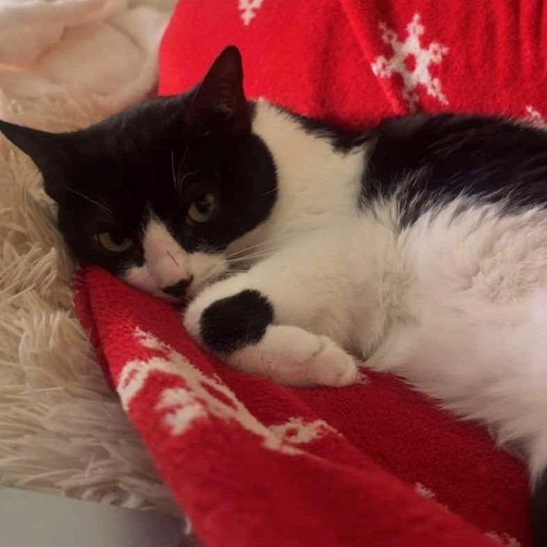 Enlarge Essence, a Adoptable Domestic Short Hair in Tampa, FL image 4/6