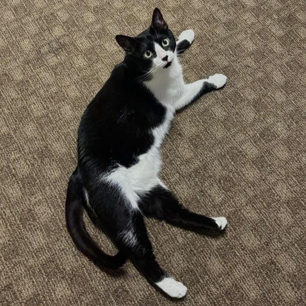 Enlarge Essence, a Adoptable Domestic Short Hair in Tampa, FL image 5/6