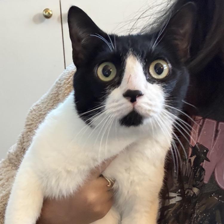 Enlarge Essence, a Adoptable Domestic Short Hair in Tampa, FL image 6/6