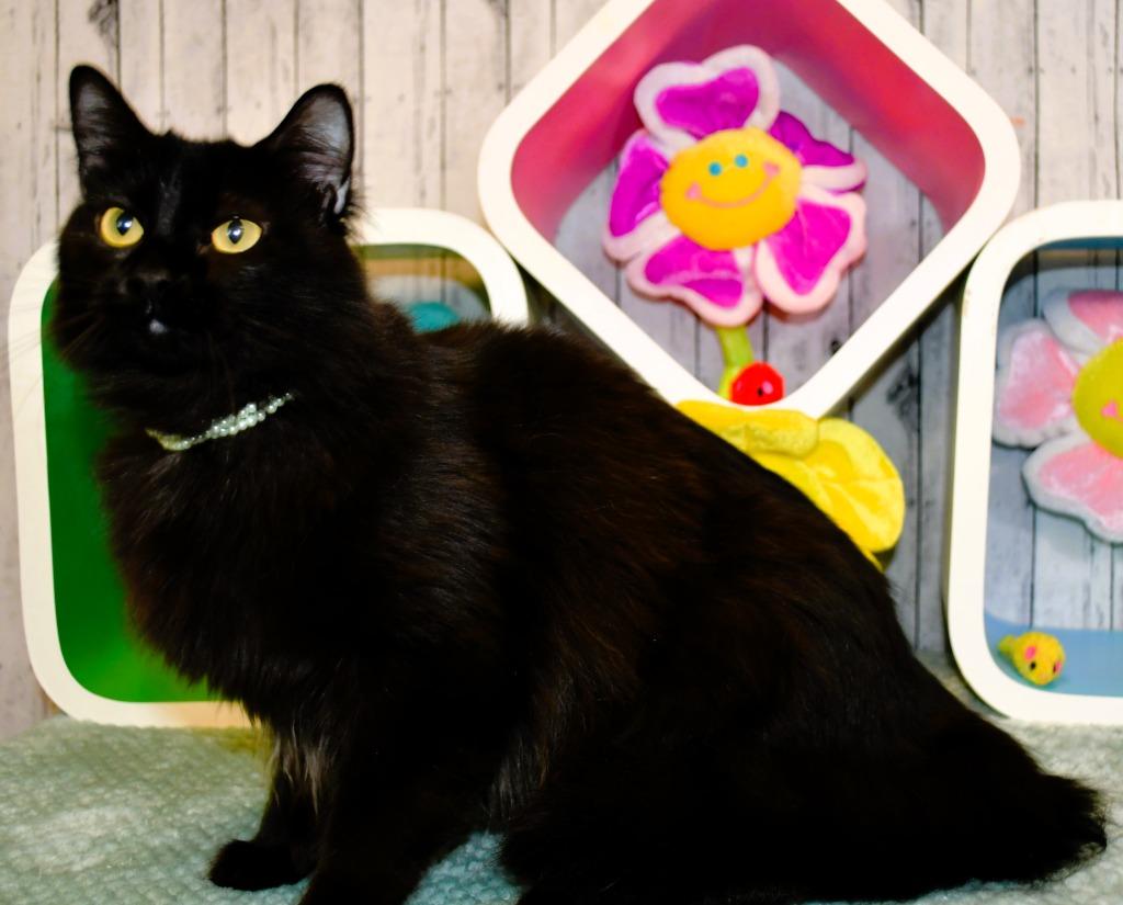 Jade, Adoptable, Young Female Domestic Long Hair.