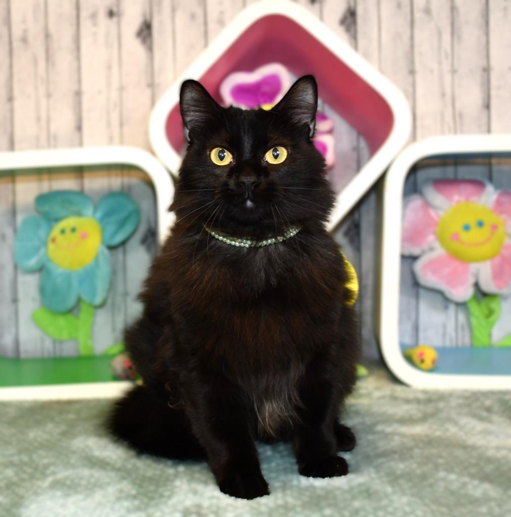 Jade, a Adoptable mixed breed in Roanoke, TX image 2/3